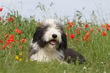 BEARDED COLLIE 007